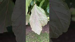 Persian ironwood  underside of leaf  July 2024 [upl. by Haland]