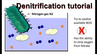 How does denitrification work and simultaneous nitrificationdenitrification [upl. by Clea16]