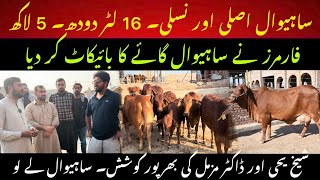 Best 16 liter sahiwal cow For sale II Sahiwal cow boycott by farmers II How to develop Sahiwal cow [upl. by Emolas321]