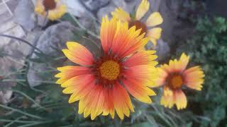 Gaillardia [upl. by Schubert]