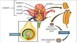 angiosperm life cycle [upl. by Acinoed71]