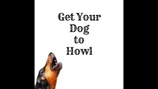 Guaranteed TO MAKE YOUR DOG HOWL on the 1st attempt [upl. by Ennoved]