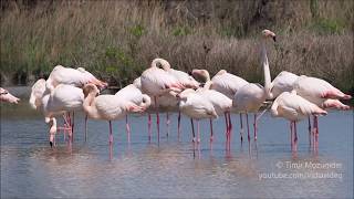 Greater Flamingo Phoenicopterus roseus [upl. by Oremoh345]