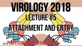 Virology Lectures 2018 5 Attachment and Entry [upl. by Clerissa]