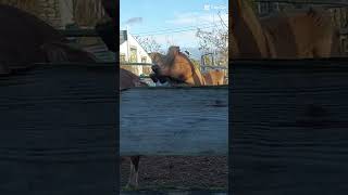 I tried the PeekabooTrend 😅 horse equestrian trend peekaboo fails bucks viral love funny [upl. by Emiline360]