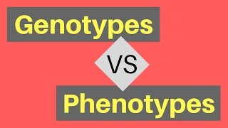 Genotype vs Phenotype  Understanding Alleles [upl. by Korrie398]