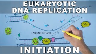 DNA Replication In Eukaryotes  Initiation [upl. by Williams]