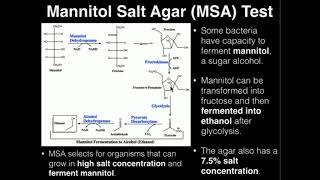 Microbiology Mannitol Salt Agar MSA [upl. by Rehoptsirhc210]