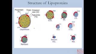 Lipids and Lipoproteins  Part 1 [upl. by Htur285]