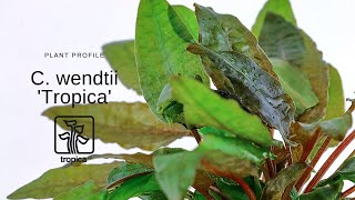 Cryptocoryne wendtii Tropica [upl. by Vescuso]