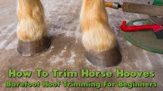 How To Trim Horse Hooves Barefoot Hoof Trimming For Beginners [upl. by Schaefer]