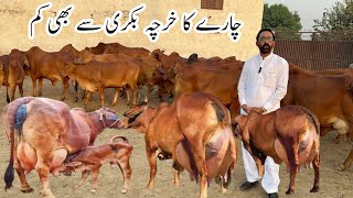 Haidry Sahiwal Cattle and Dairy Farm Part 2 [upl. by Dilaw]