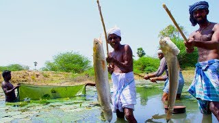 Fish Catching and Cooking  Viral Meen Kulambu  Snakehead Murrel Fish Curry Recipe  Village Food [upl. by Tali]