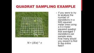 Quadrat sampling and population dispersion [upl. by Klotz]