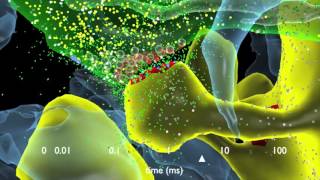 How Synapses Work [upl. by Fokos851]