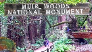 MUIR WOODS NATIONAL MONUMENT  CALIFORNIA [upl. by Halika]