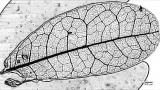 Photo Slideshow The Science Behind Leaf Vein Patterns [upl. by Nerra777]