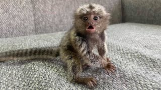 Tiny Adorable Marmoset Monkeys Babies [upl. by Danette48]