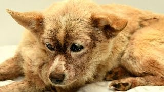 Dog infested with 100000 fleas makes remarkable recovery [upl. by Gabriele]