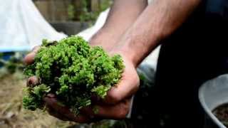 The Azolla Project at Colorado State University [upl. by Oribelle941]