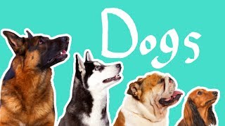 15 Dog Breeds  Dogs for Kids [upl. by Dearman]