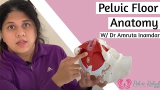 Pelvic Floor StructureAnatomy  Pelvic Rehab Doc [upl. by Jabe]