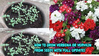 HOW TO GROW VERBENA OR VERVAIN FROM SEEDS WITH FULL UPDATES [upl. by Amme]