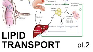 Lipid Transport pt 2 [upl. by Flessel]