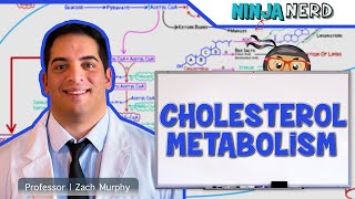 Metabolism  Cholesterol Metabolism [upl. by Eillah160]