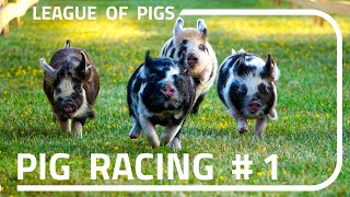 League of Pigs  First ever races [upl. by Dirraj]