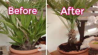 How to Separate the Suckers of a Multitrunk Chamaerops Humilis Palm [upl. by Lulita]