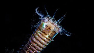 Facts The Bobbit Worm [upl. by Eitsim]