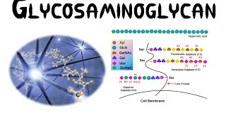 Glycosaminoglycans GAGs [upl. by Platto633]