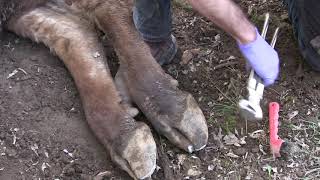 Cleaning and trimming cow hooves educational [upl. by Shanleigh]