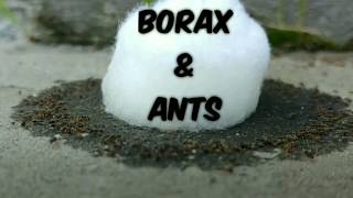 How to Use Borax for Ants [upl. by Alletnahs364]