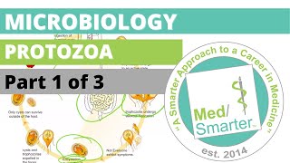 Protozoa  Microbiology  USMLE STEP 1  Part 1 of 3 [upl. by Anoy863]