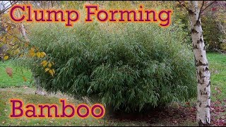 The Best Clump Forming Bamboo You Can Grow  Fargesia Guide [upl. by Adidnere]