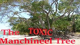 The TOXIC Manchineel Tree [upl. by Elsi219]