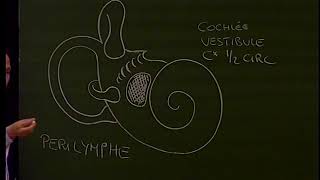 TC 6  Anatomie de loreille interne  Anatomie du pharynx Anatomy of the inner ear and pharynx [upl. by Kcirevam]