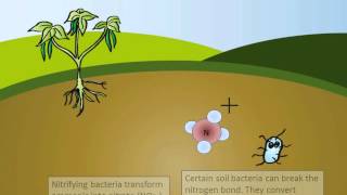 The Nitrogen Cycle [upl. by Ocsirf]