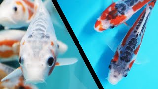 Shusui Koi fish variety guide KOI GUIDE [upl. by Ythomit787]