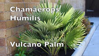 Chamaerops Humilis Vulcano Fan Palm in shade uk my walled garden Mediterranean plant [upl. by Eisiam722]