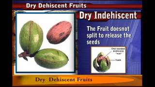 Dry DEHISCENT fruit [upl. by Sualocin]