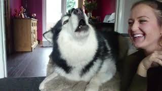 How To Make Your Dog Howl Alaskan Malamute Wolves Sound Warning Howlception [upl. by Anoirb]