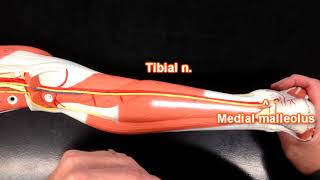 Meralgia Paresthetica Soft Tissue Release  TFL and Psoas Chiropractic Treatment [upl. by Ahsiekar532]