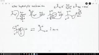 mechanism of ester hydrolysis [upl. by Odnumyar473]