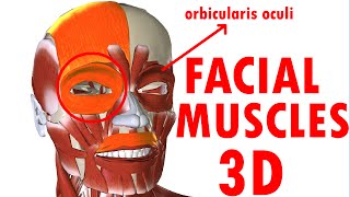 Muscles Of Facial Expression  Face Anatomy part 1 [upl. by Leunammi]