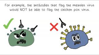 Antibodies  an introduction [upl. by Cart]