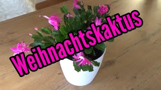 Weihnachtskaktus pflegen gießen düngen vermehren Standort umtopfen Schlumbergera [upl. by Neelie]