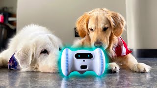 DOG FRIENDLY ROBOT Super Cooper Sunday 257 [upl. by Rhynd]